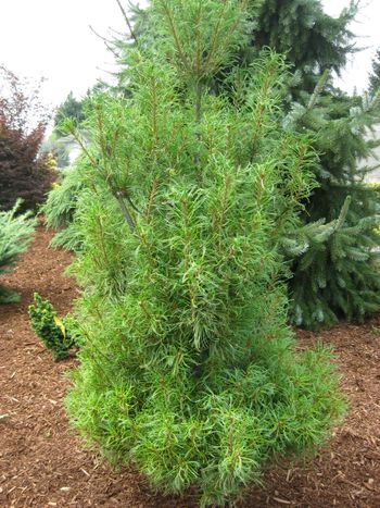 Pinus strobus Tiny Kurls
