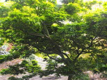Acer palmatum Mikawa Yatsubusa
