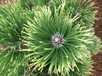 Pinus mugo Marand
