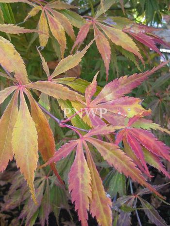 Acer palmatum Elegans-fall
