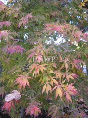 Acer palmatum Elegans-fall.
