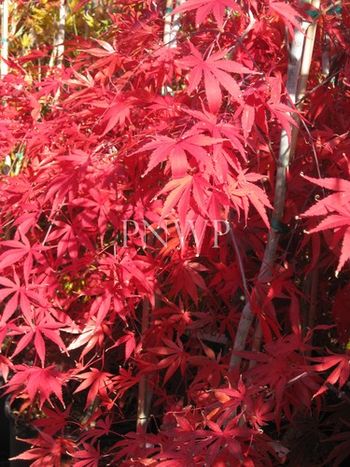 Acer palmatum Muro-gawa -fall
