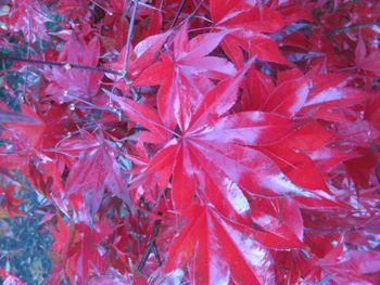 Acer palmatum Red Baron-Fall
