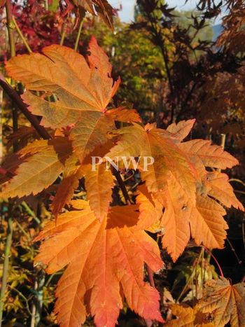 Acer japonicum Vitifolium-fall
