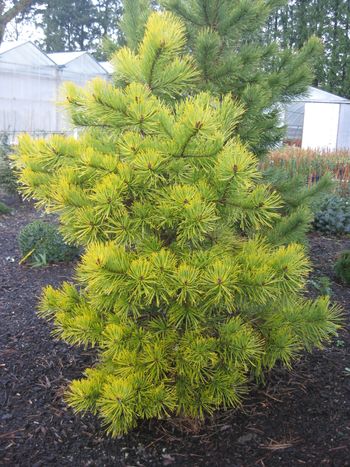 Pinus sylvestris Gold Coin
