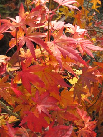 Acer palmatum Orange Dream-Fall
