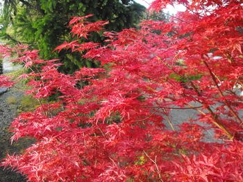 Acer palmatum Otome-zakura (Spring)
