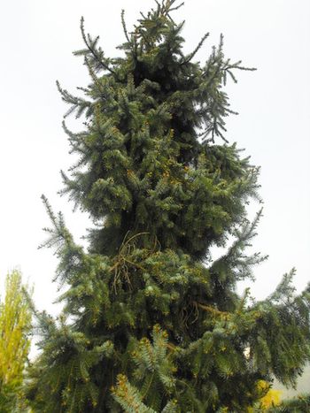 Picea omorika Berliner Weeper
