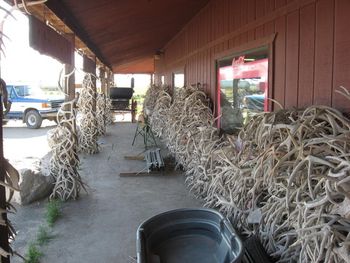 07-30-09: Now that's a pile of antlers!
