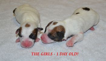 Born today - The Girls!
