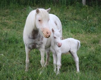 July 12, 2023 - Shown with 3 day old colt foal Wildberry White Tie Affair
