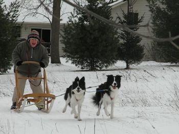 Lex and RallY(BCRO foster dog) sledding
