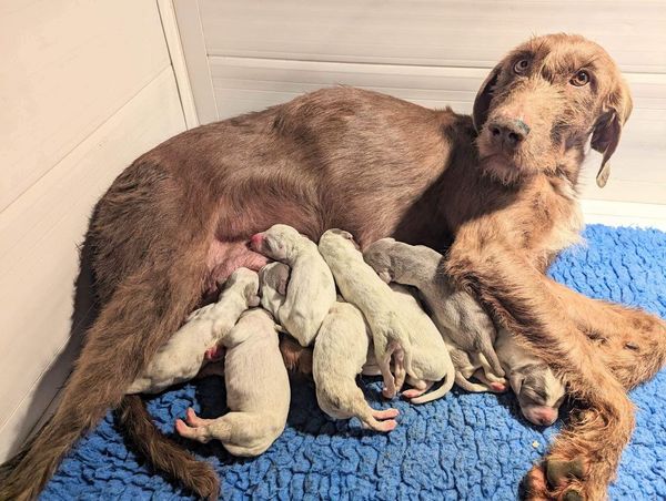 Greta and her babies at 1 day old