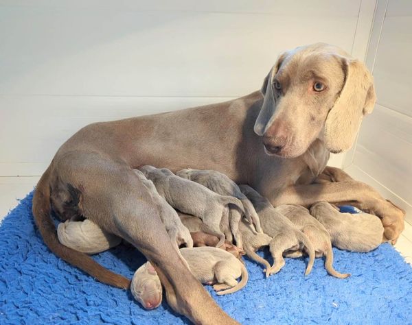 Pebbles with her babies on day 1