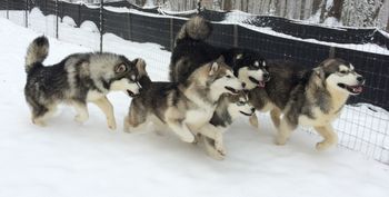 The Pack
