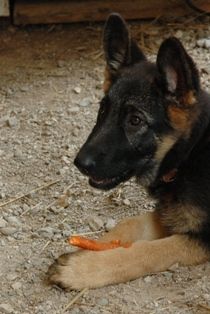 Sakiri, 4 month old German Shepherd put from Tamar Kennels, Rockwood, ON, Sept 09
