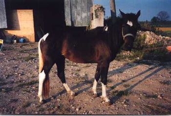 Quahilli as a two year old, 1999
