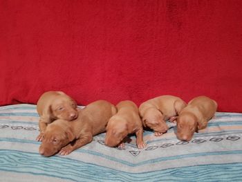 Our five beautiful female puppies

