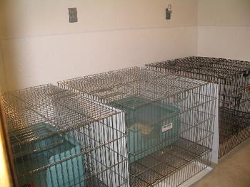 Puppies are raised in the bedroom when they are 5 weeks old we bring them to the kennel to learn of new sites and sounds.
