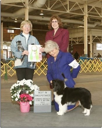 WALKER "SERENITY'S WALK IN THE PARK" BEST IN SWEEPS DES MOINES, IA. WALKER'S FIRST SHOW AT 6 MONTHS OLD. Walker" Serenity's Walk in the Park at 6 months 4 days took Best in Sweeps over 24 entries under Judge Gretchen Fry. Thanks to Wanda & Tim Fletcher for this beautiful boy.
