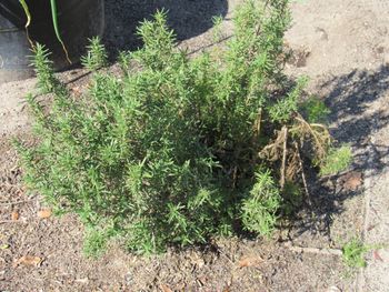 Rosemary-survived the killer frost. Planted May, 2023-just keeps on thriving. Fresh herb anytime desired.
