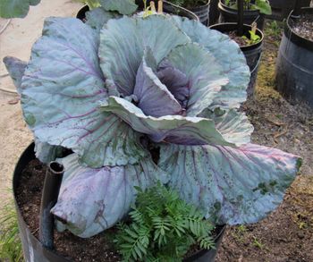 Giant purple cabbage forming heads.  Marigold tub in the foreground shares the same wicking tub. Marigolds help keep away foraging insects.
