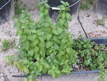 Ormus fed Spearmint to deter bad bugs. White flies hate it. EXTREMELY INVASIVE! Best in planters to move and control .
