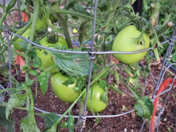 Tomatoes-Determinate variety, meaning they all come at once and then cease production. We also have Indeterminate varieties which product until first frost-usually late November
