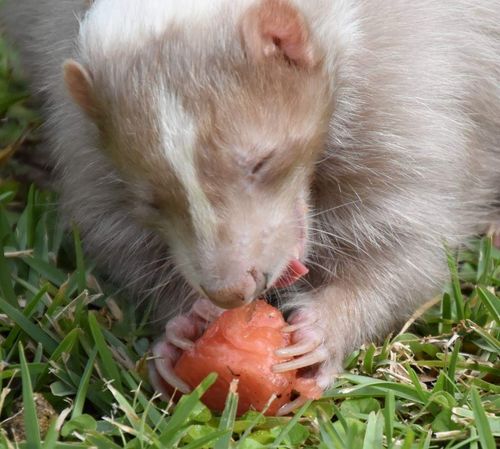 Delicious Watermelon