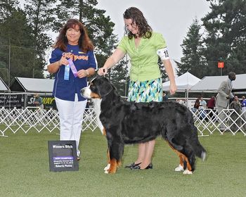 Puzzle completes her AKC championship
