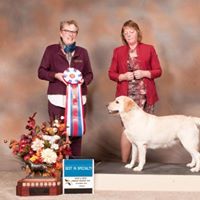 BEST IN SPECIALTY  BISS MBISSweeps GCH Sweetwater Amber Haze O'er Tchesinkut (Hazel)  IPLRC Specialty Show Saturday, October 6th, 2018 Chilliwack, BC  Owners - Candice Little ( Tchesinkut Labrador Retrievers) Robin McBain ( Sweetwater Labradors)  Judge - Mrs Denise Branch (Bluesouth Labradors)  Congratulations!
