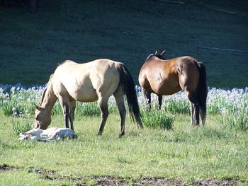 Brood mares at the N- .
