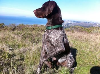 Indy in the hills above San Francisco, enjoying life with his wonderful family, the Harts.

