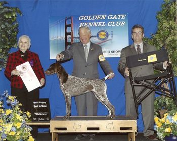 Gia winning BPIS at 6 months of age, under Judge Suzanne Dillin Handled by Jeff Heim
