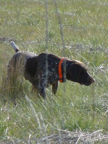 Jaeger in the field. He is a tireless hunter that never goes birdless
