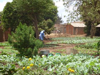 School gardens have been successfully enabled through previous fund-raising.

