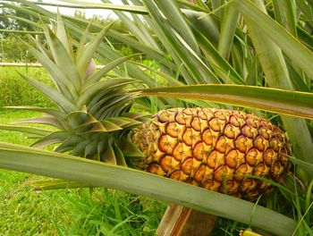 yellow pineapple
