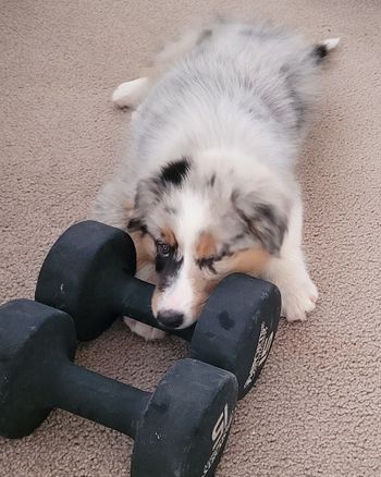 Mom is lifting weights, so me too! I have to be in the middle of everything she does.
