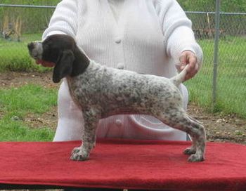Girl 5 Kissy 7 weeks old staying here at Brairwood Kennels Kissy's Web Page