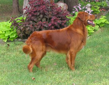 This a natural - free baiting picture of Red. He has a beautiful front assembly, so often lacking in our breed today and a nice forchest with adequate depth of body. Notice the smooth neck into withers with his strong backline. He has adequate rear angle. Not seen in this picture, I would like to see shorter rear pasterns.
