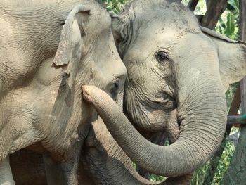 Boon Lotts Elephant Sanctuary
