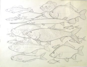 Fish_grouping_11
