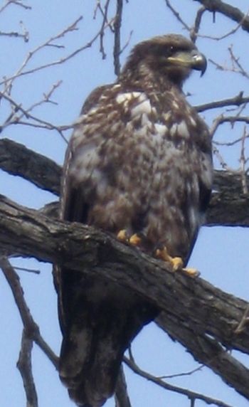 This Young Eagle was in the tree outside the Mind Fry Complex
