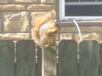 Squirrel on a post.
