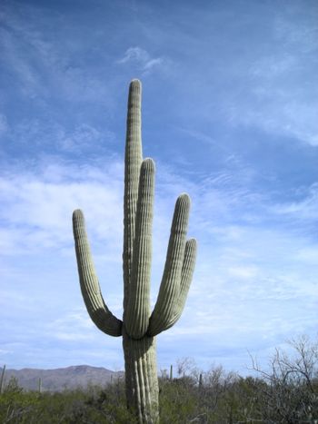 Saguaro
