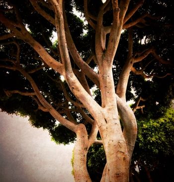 Tree on Main Street in Seal Beach, California
