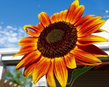 Bmakin Film Logo Flower from Director Ben Makinen's Colorado Backyard
