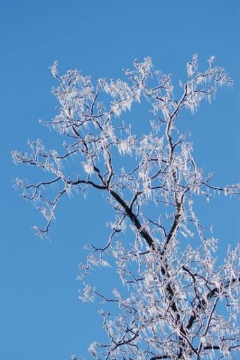 ice tree
