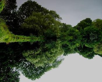 Green Reflection
