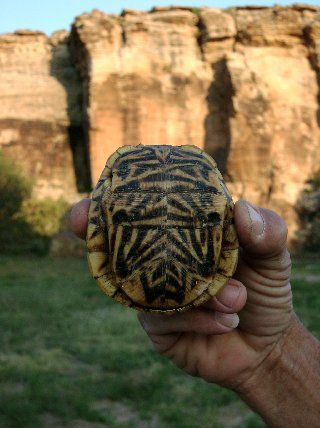 tortoise shell and the crustal thrust
